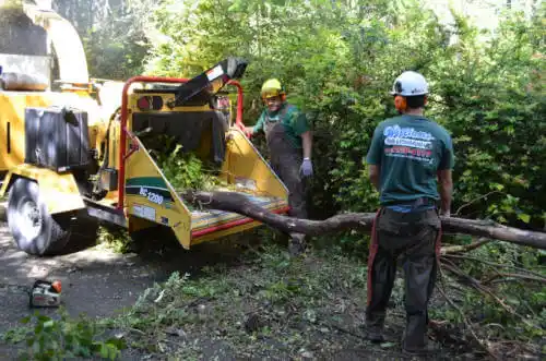 tree services Hickory Hills